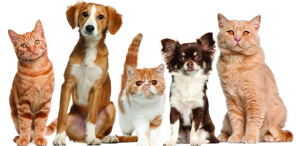Доска объявлений о животных | ЗооТом - продажа, вязка и услуги для животных в Белорецке