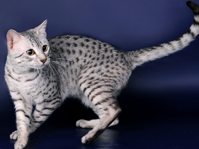 Породы кошек в Белорецке | ЗооТом портал о животных