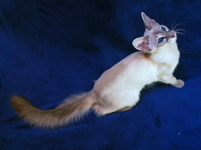 Выведенные породы кошек в Белорецке | ЗооТом портал о животных