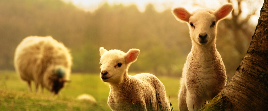 Объявления о сельскохозяйственных животных | ЗооТом - продажа, вязка и услуги для животных в Белорецке