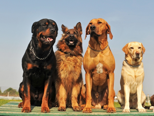 Крупные породы собак в Белорецке | ЗооТом портал о животных